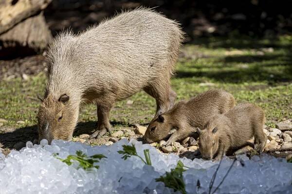 FOTO: ZOO pod ledem. Ochlazení si v létě užívají i zvířata