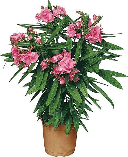 Piardino Oleandr Nerium oleander; výška vzrůstu: 1–2 m