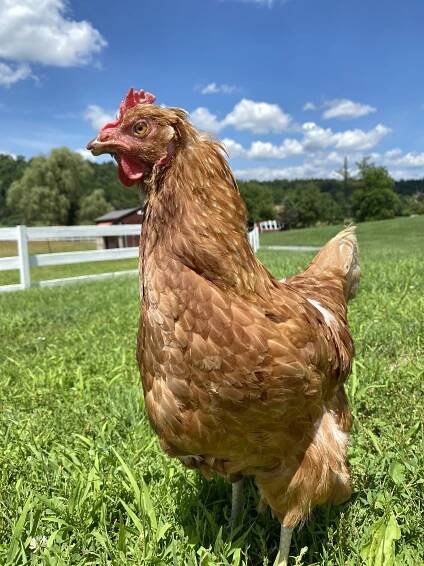 betty in the sun.jpg