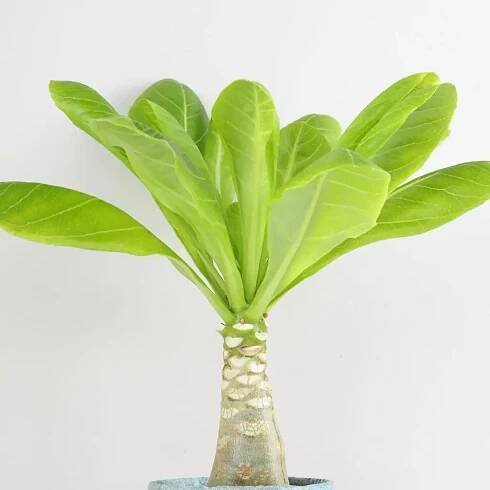 Havajská palma / Brighamia insignis