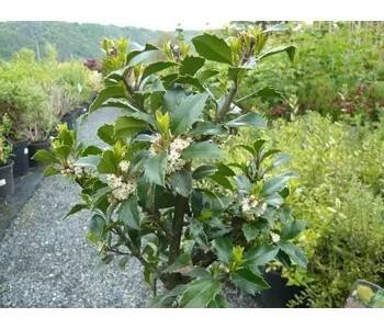 Cesmína 'Heckenfee' - Ilex meserveae 'Heckenfee' Kontejner o objemu 10 litrů velikost 40-60 cm