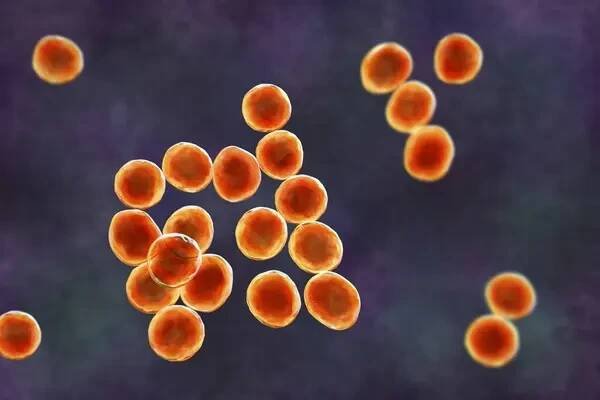 Počítačová ilustrace bakterií Staphylococcus, rodu grampozitivních bakterií známých tím, že způsobují různé infekce u lidí. — Stock obrázek