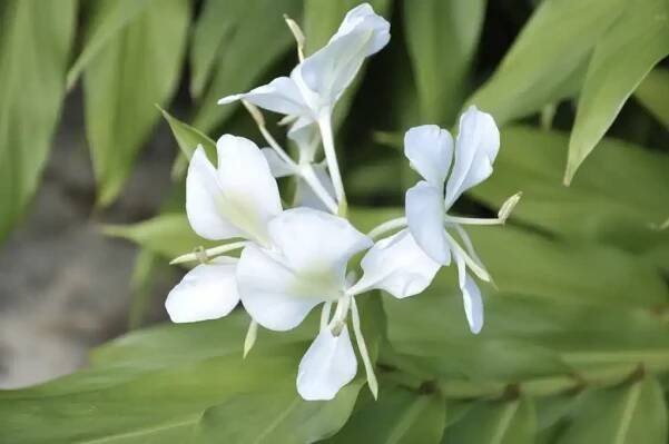 ginger lily plant care