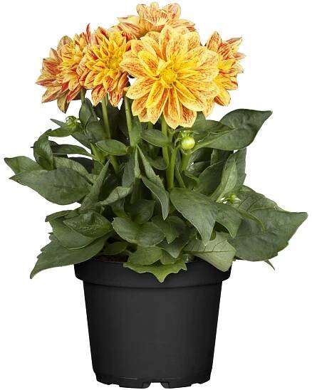 GROW by OBI Jiřina (Dahlia Hybride), různé druhy, pr. 23 cm nakoupit u OBI