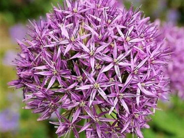 Česnek aflatunský nebo také perský (Allium aflatunense) je jeden z oblíbenějších druhů. zaujme působivými kulovitými souvětími složenými z desítek drobných, hvězdicovitých květů fialové nebo růžové barvy. Na snímku kultivar Purple Sensation®