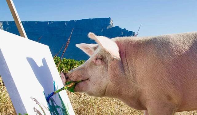 Pigcasso | Gallery