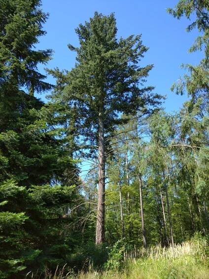 douglaska tisolistá - Arboretum Řícmanice