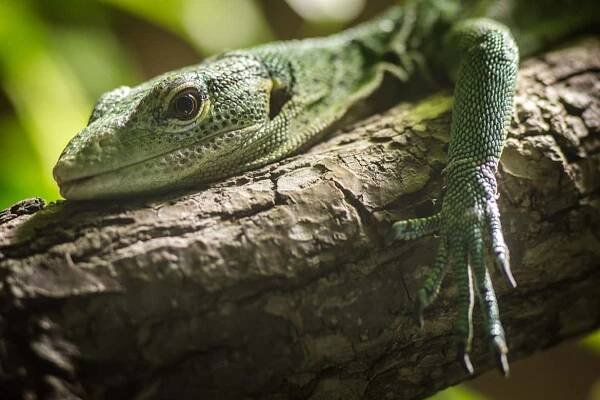 varan smaragdový – Zoo Liberec