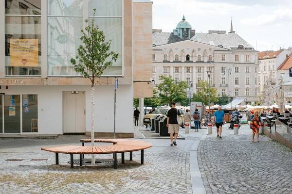 Chřadnoucí strom ve Starobrněnské ulici v centru Brna nahradila odolná ambroň