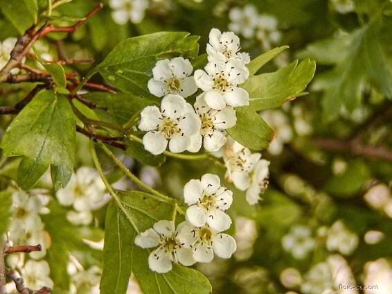 Hloh jednosemenný - Crataegus monogyna