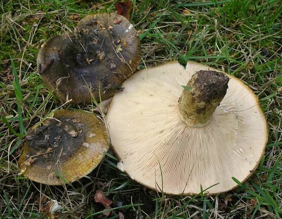 Olivbrauner Milchling (Lactarius turpis)