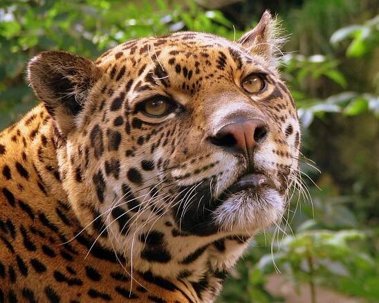 Soubor:Jaguar at Edinburgh Zoo.jpg – Wikipedie