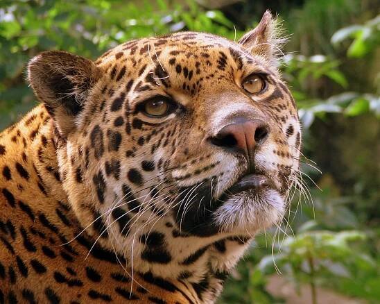 Soubor:Jaguar at Edinburgh Zoo.jpg