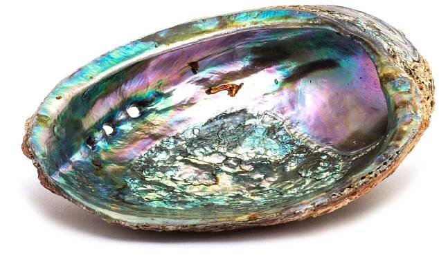 abalone shell