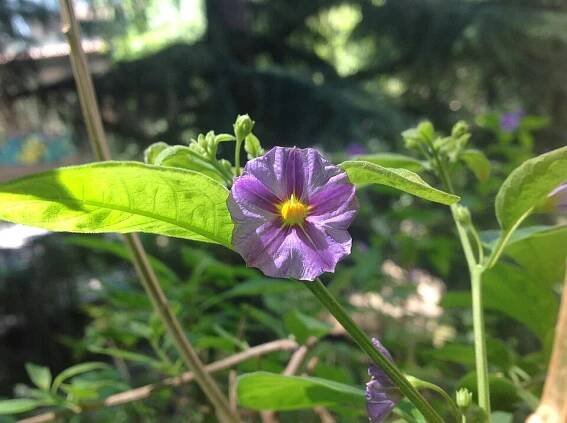 Lycianthes rantonnetii - Wikipedia