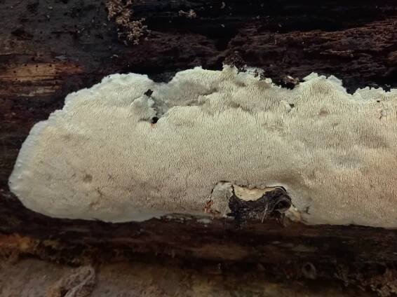 Dentipellis fragilis - ostnatec křehký