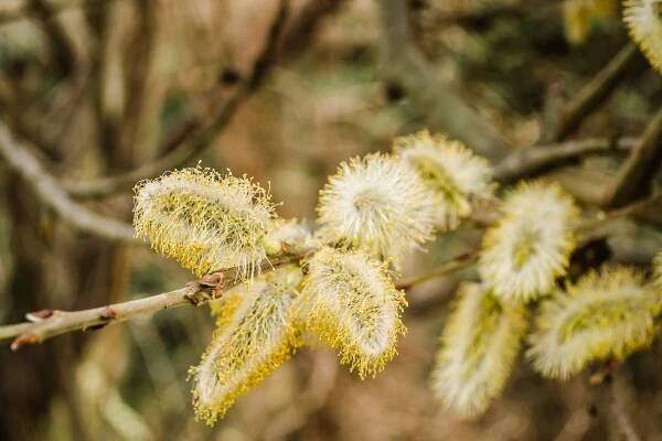Vrba jíva (Salix caprea) - Naturhelp.cz