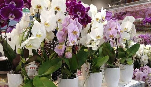 Namnožit orchidej zvládne i začátečník. Stačí k tomu tři jednoduché kroky - Světkreativity