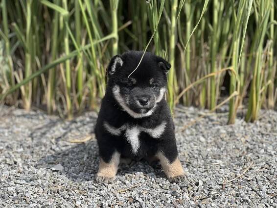 Štěňátka Shiba Inu s PP