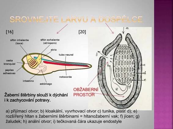 PPT - CHORDATA − STRUNATCI: úvod + pláštěnci + bezlebeční PowerPoint ...