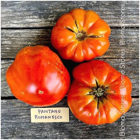 Semena rajčete – Rajče Pantano Romanesco – Solanum lycopersicum