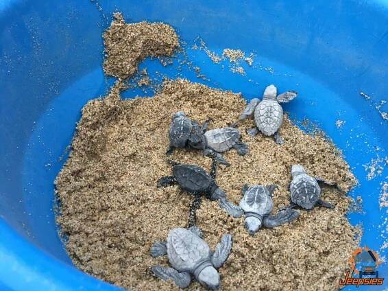 Todos Santos Baby Turtle Release
