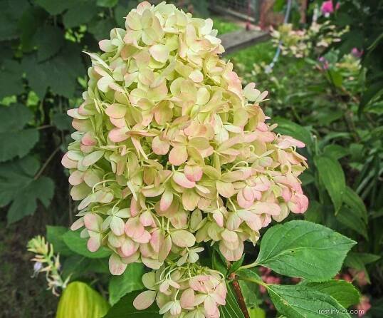 Hortenzie latnatá Graffiti (Hydrangea paniculata)