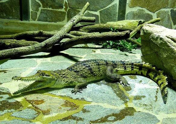 Australští krokodýli johnsonovi (Crocodylus johnsoni) v ohrožení - Krokodýlí druhy