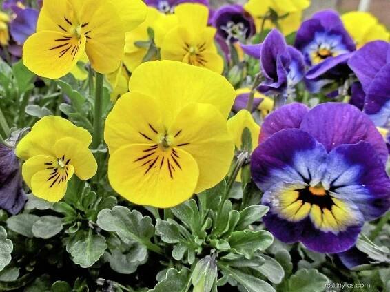 Violka rohatá (Viola cornuta)