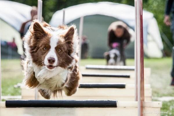 NAŠI PSI - R.U.P. FLYBALL