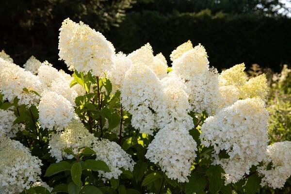 Hydrangea paniculata Living Sugar Rush EU-S – Helmers Baumschulen