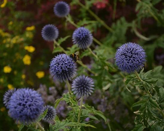 Blue globe thistle flowers with a bee