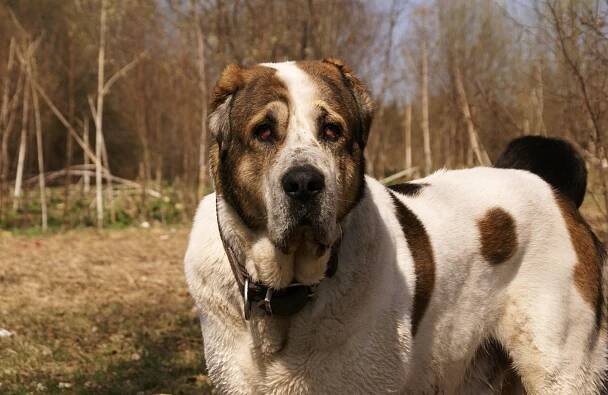 Alabai Dog Price In India - Best For Pets