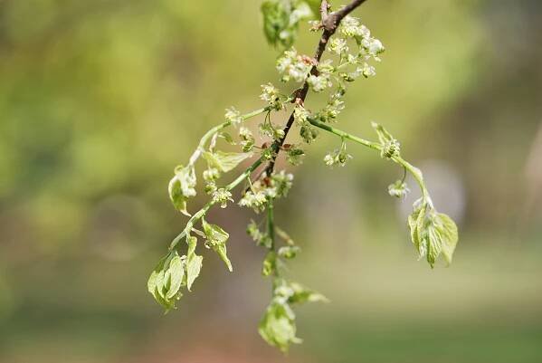 Břestovec západní (Celtis occidentalis)