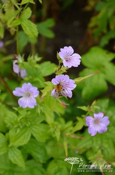 Geranium nodosum 'Svelte Lilac' | Perenniculum