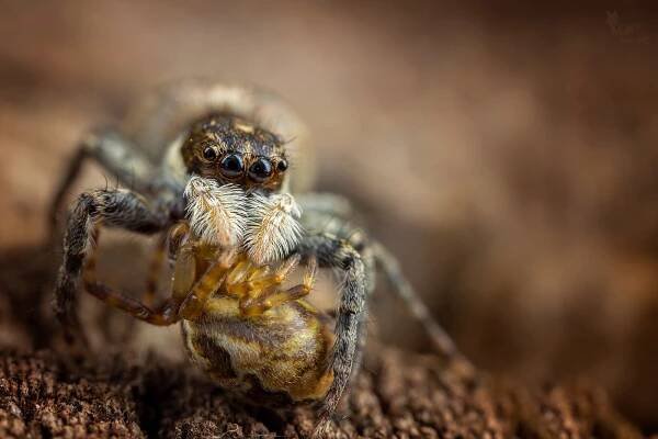 jumping spider how to photograph macro