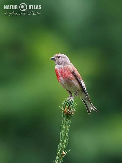 konopka obecná (Carduelis cannabina)