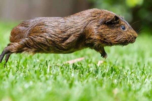 Can Guinea Pigs Eat Strawberries