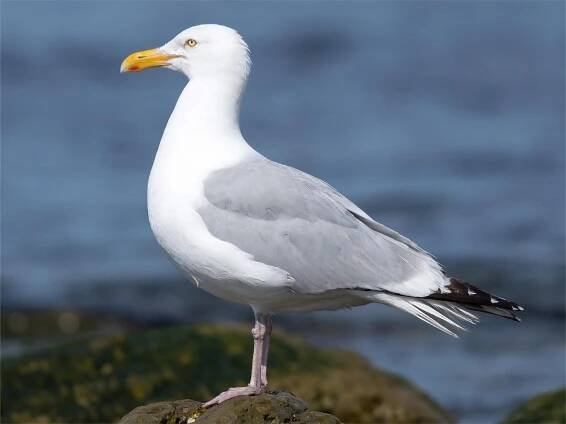 36-facts-about-gull