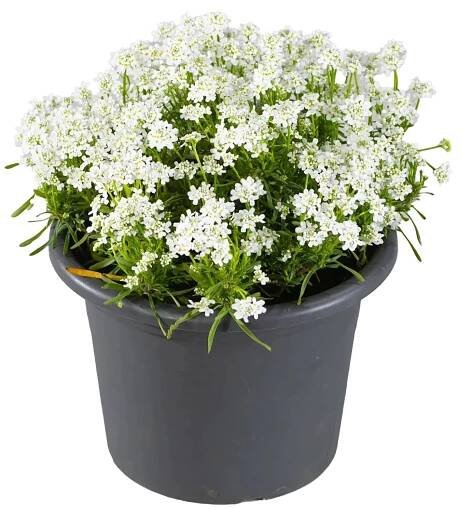 Royal Lemkes Iberka vždyzelená (Iberis sempervirens) "Fischbeck" bílý pr. 17 cm nakoupit u OBI