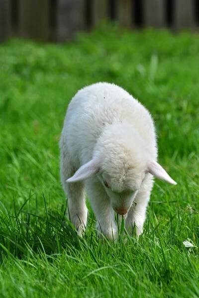 Ovce, Jehněčí, Lamb, Mládě, Zvířecí Dítě