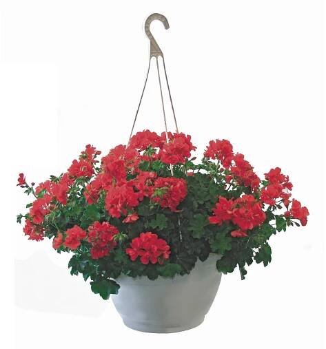 Převislá pelargonie průměr květináče cca 25 cm