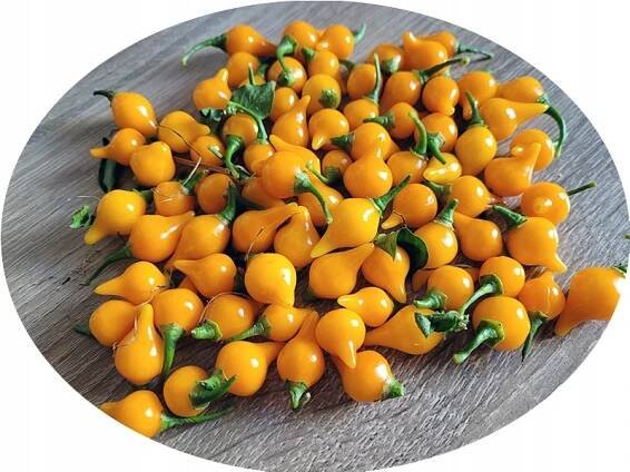 Chupetincho Yellow nádherná chilli paprička ideální do květináče semínka