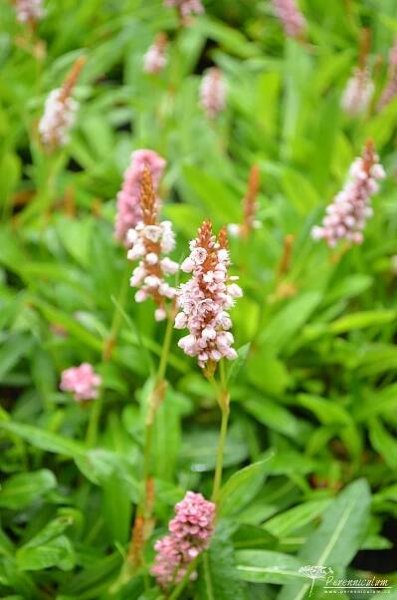 Persicaria affinis 'Donald Lowndes' | Perenniculum