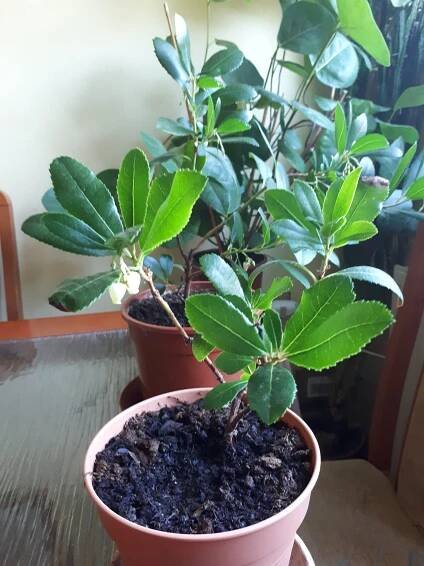 Pokojovky: Planika obecná - Arbutus unedo
