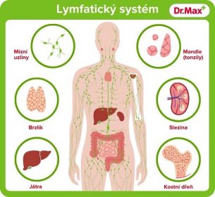 Názorné zobrazení částí lymfatického systému.