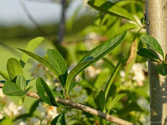 Ptačí zob obecný - Ligustrum vulgare