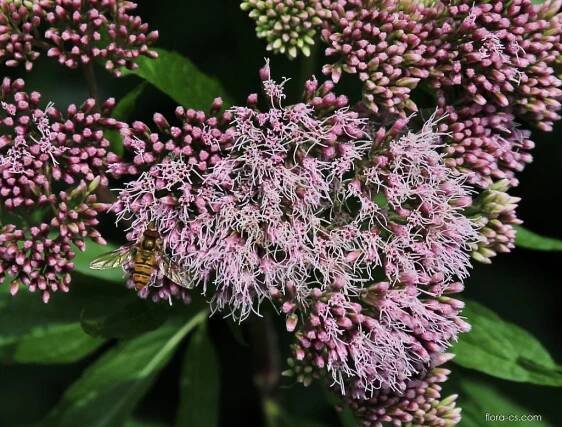 Sadec konopáč (Eupatorium cannabinum)