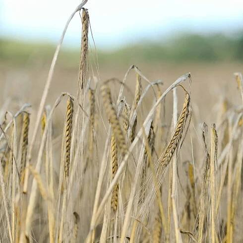 Barley field