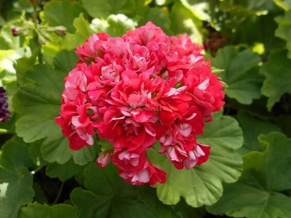 Pelargonium zonale " Scarlet Rambler " - pelargonie, muškát páskatý Zahradnictví Krulichovi - zahradnictví, květinářství
